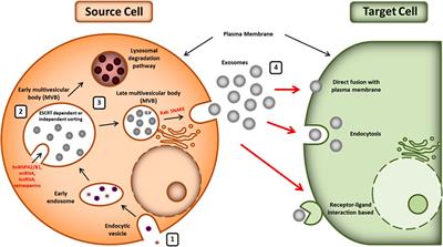 Mini Review: Current Trends and Understanding of Exosome Therapeutic Potential in Corneal Diseases